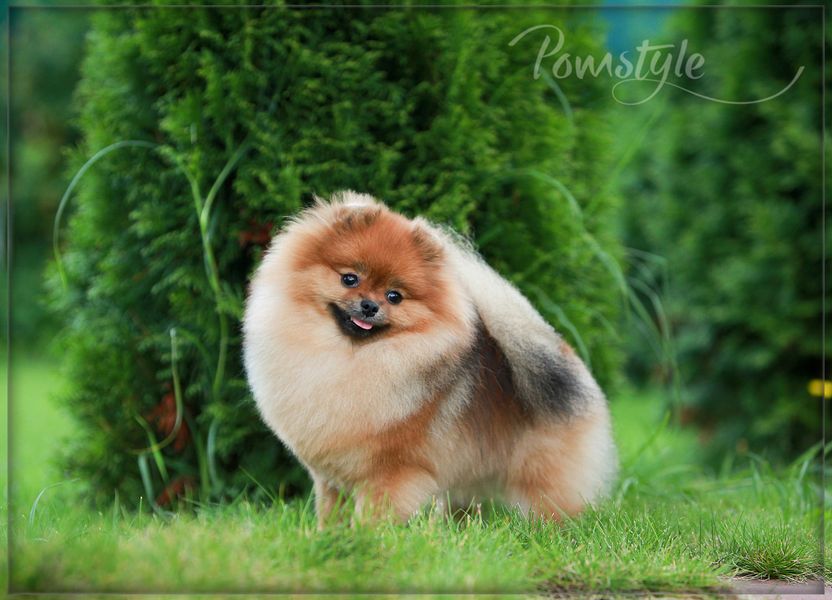 Pomstyle Great Success