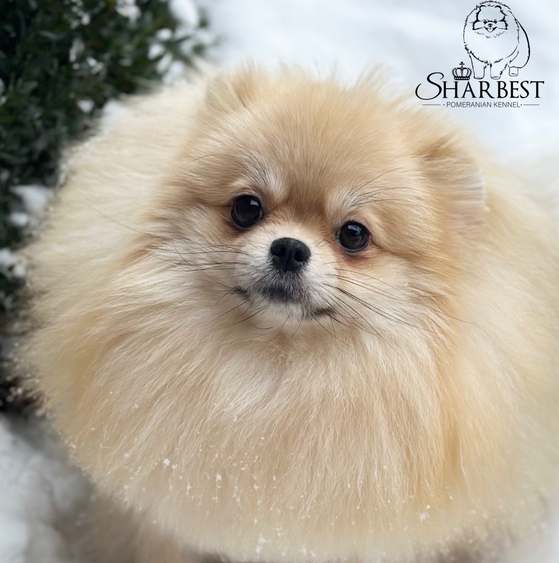 Pomstyle Beverli Hills