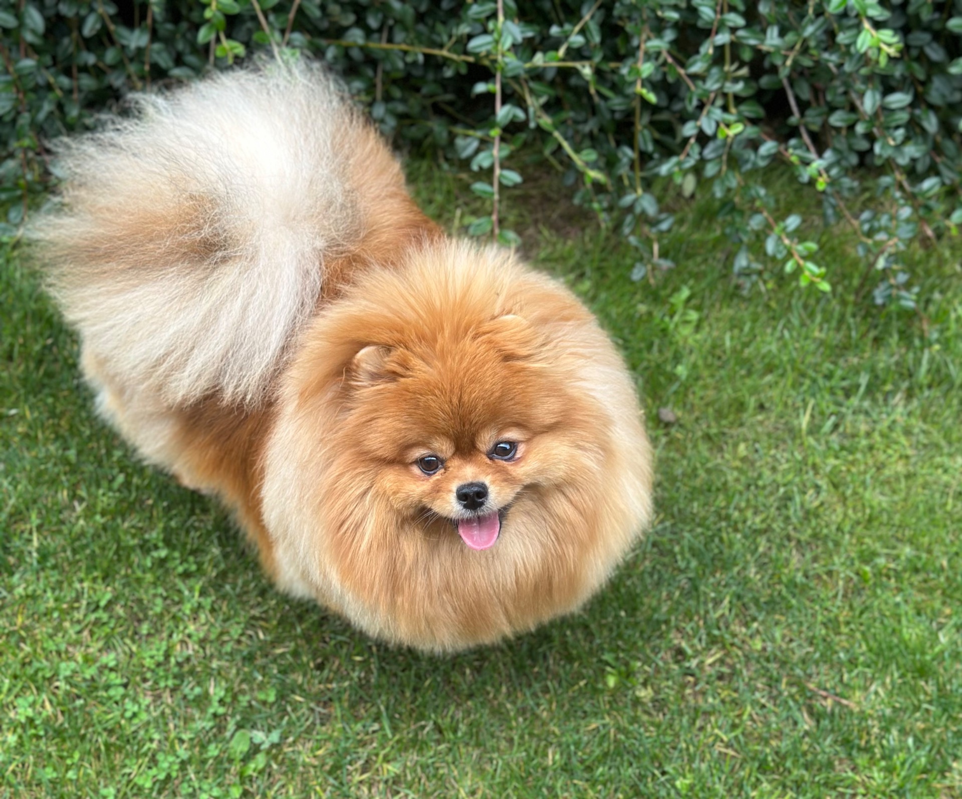 Indiana Pom Sharbest