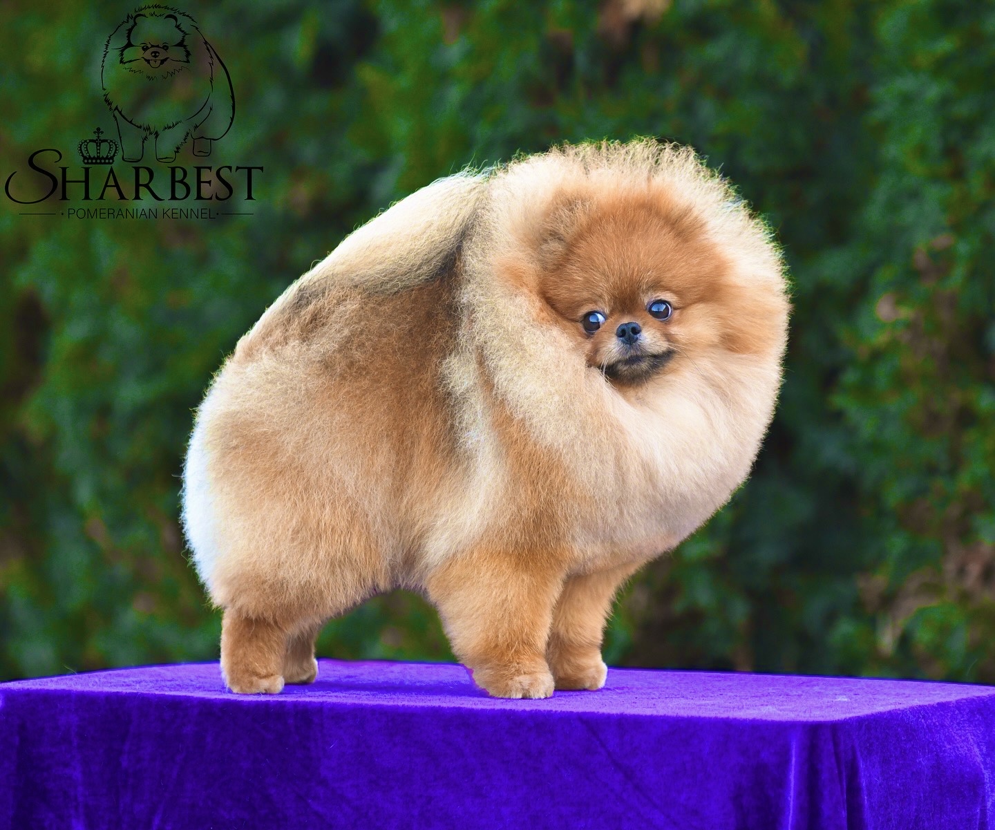 Handsome Pom Sharbest