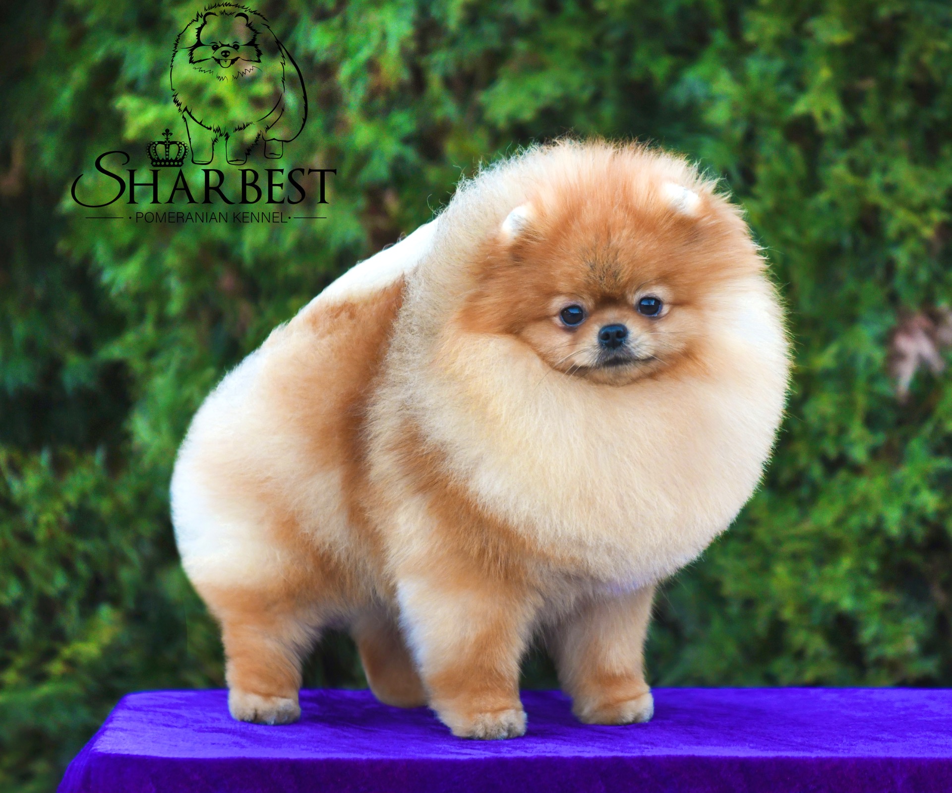 Thai Silk Fenix In My Hands